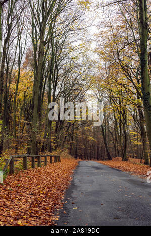 Park alleyway during the late Autumn Season, Usedom Island on the Baltic coast. Stock Photo