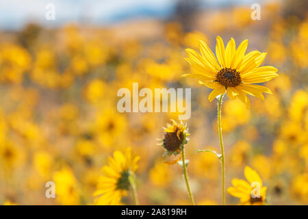 Selective focus on a single sunflower in a sunflower field Stock Photo