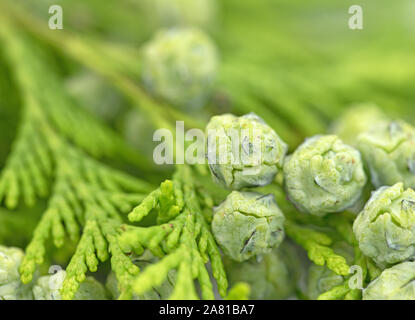 Thuja occidentalis with cones in the summer Stock Photo
