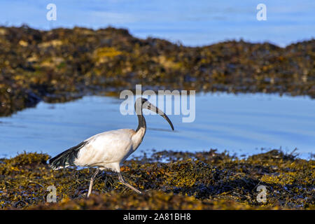 African sacred ibis (Threskiornis aethiopicus) introduced species foraging on seaweed covered beach along the Atlantic coast in Brittany, France Stock Photo