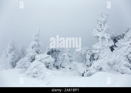 Misty frozen winter landscape with snow covered pine trees in the Carpathians, Transylvania, Romania Stock Photo