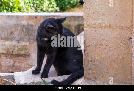 Black stray cat with white chest Stock Photo