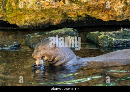 Giant otter / giant river otter (Pteronura brasiliensis) eating fish in water of river, native to South America Stock Photo