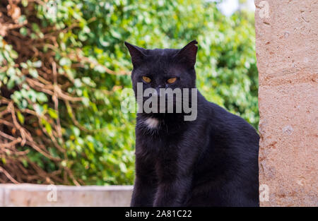 Black stray cat with white chest Stock Photo