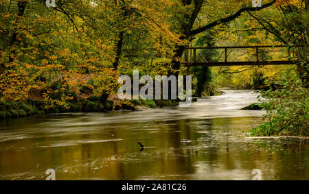 Teign Gorge, Drewsteignton, Devon. 5th November 2019. UK Weather: The River Teign runs fast under the Iron Bridge at Caslte Drogo following recent heavy rainfall across the South West. Credit: Celia McMahon/Alamy Live News. Stock Photo