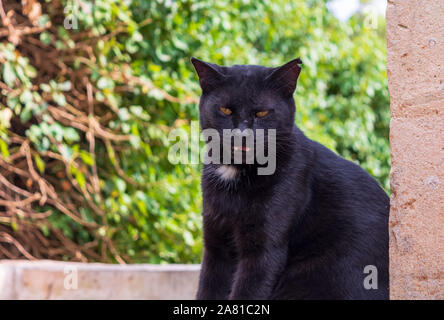 Black cat with white chest baring teeth Stock Photo