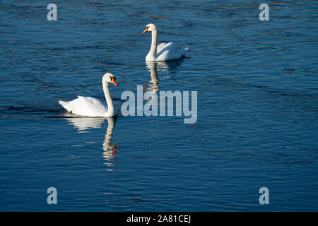 swans at Weser River near Oberweser, Upper Weser Valley, Weser Uplands, Weserbergland, Hesse, Germany Stock Photo