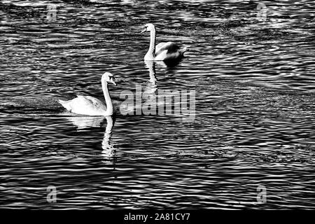 swans at Weser River near Oberweser, Upper Weser Valley, Weser Uplands, Weserbergland, Hesse, Germany Stock Photo