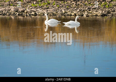 swans at Weser River near Oberweser, Upper Weser Valley, Weser Uplands, Weserbergland, Hesse, Germany Stock Photo