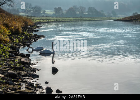 swans at Weser River near Oberweser, Upper Weser Valley, Weser Uplands, Weserbergland, Hesse, Germany Stock Photo