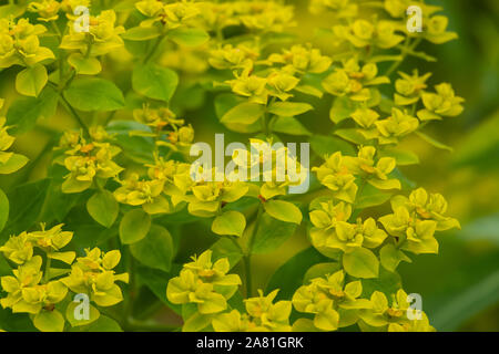 Wild Spurge Inflorescence in Springtime Stock Photo