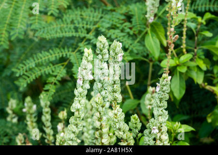 Squirrels' Tail Inflorescences in Summer Stock Photo