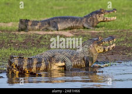 Yacare caimans (Caiman crocodilus yacara), from diagonally behind, Pantanal, Mato Grosso, Brazil Stock Photo