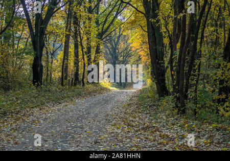 A beautiful golden woods full of oak and maple trees makes a peaceful drive during autumn in Michigan USA Stock Photo