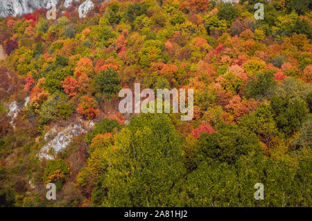Beautiful Autumn landscape background. Aerial view of colorful, dense, deciduous forest in sunny day. Stock Photo