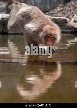 Japanese macaque (Macaca fuscata) drinking by the water, Yamanouchi, Nagano Prefecture, Honshu Island, Japan Stock Photo