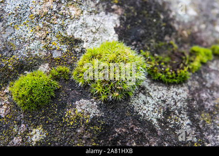 Star Moss on Rock in Winter Stock Photo