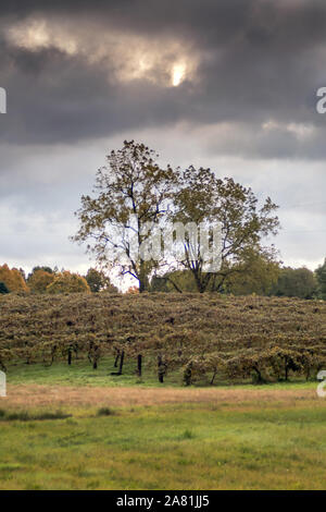 Dark storm clouds are forming over a winery in Michigan USA, with rows of grape vines full of fruit Stock Photo