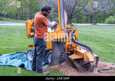 A young worker operates a large stump grinder, pulverizing a tree stump Stock Photo