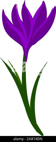 Crocus flat, illustration, vector on white background. Stock Vector