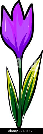 Crocus flower, illustration, vector on white background. Stock Vector