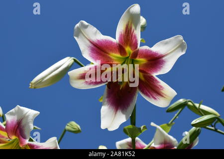 Lys Schéhérazade Stock Photo