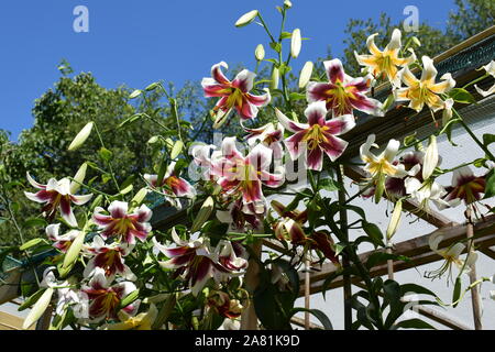 Lys Schéhérazade Stock Photo