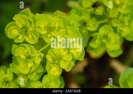 Sun Spurge Inflorescence in Springtime Stock Photo