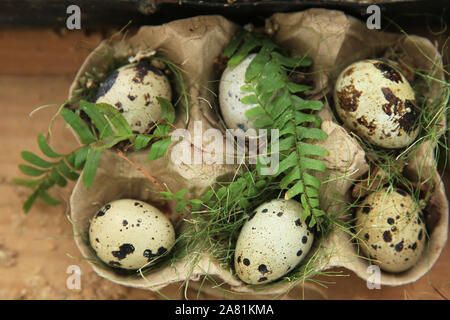 Stock photo detailed bird quail eggs in a tray . Close-up of quail eggs in cells . Macro photo quail eggs in a tray. Stock Photo