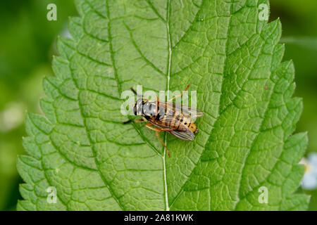 Syrphid Fly on Leaf in Summer Stock Photo