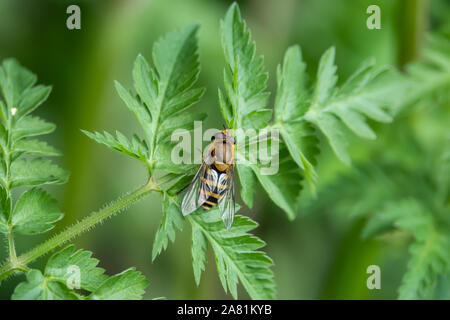 Hoverfly on Leaf in Springtime Stock Photo
