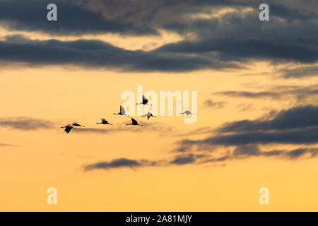 Migrating Common cranes (Grus grus) at sunset.