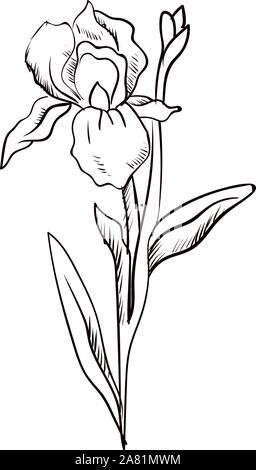 Iris sketch, illustration, vector on white background. Stock Vector