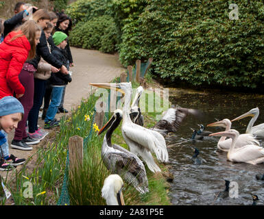 Walsrode, Germany, April 2, 2019: Pelicans on the grass by the lake, which people feed, in a poultry farm Stock Photo