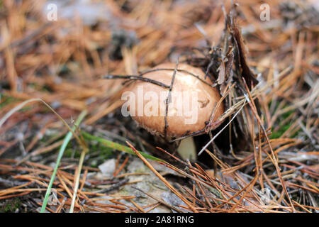 Suillus mushrooms in a pine forest. An armful of dirty, unpeeled, butter fungi in needles and cones. Top view Stock Photo
