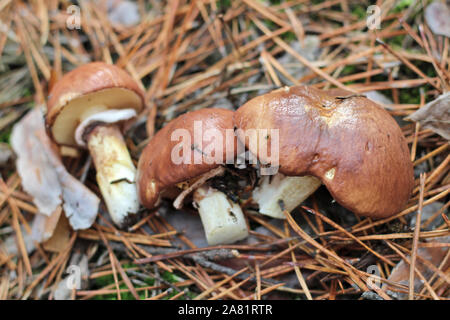 Suillus mushrooms in a pine forest. An armful of dirty, unpeeled, butter fungi in needles and cones. Top view Stock Photo