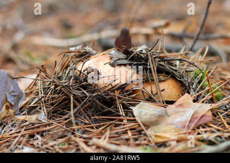 Suillus mushrooms in a pine forest. An armful of dirty, unpeeled, butter fungi in needles and cones. Top view Stock Photo