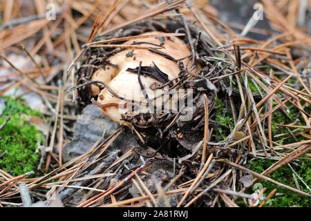 Suillus mushrooms in a pine forest. An armful of dirty, unpeeled, butter fungi in needles and cones. Top view Stock Photo