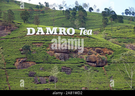 Damro Tea Estate, Near Nuwara Eliya, Hill Country, Sri Lanka Stock Photo