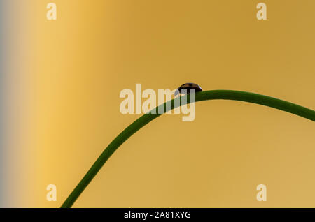 Ladybug is crawling on the plant stem  of a flower  on yellow background. Close-up macro. Stock Photo