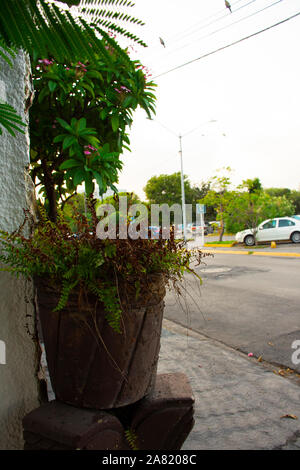 Typical Mexican flowers sown along urban parks Stock Photo