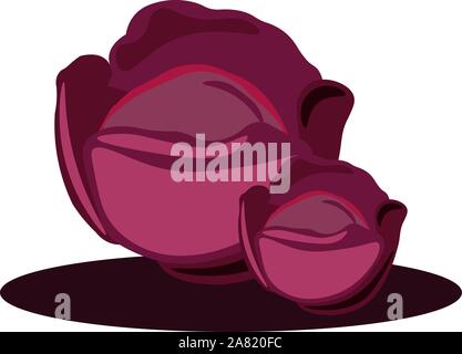 Red cabbage, illustration, vector on white background. Stock Vector