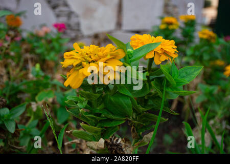 Typical Mexican flowers sown along urban parks Stock Photo