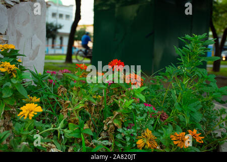 Typical Mexican flowers sown along urban parks Stock Photo