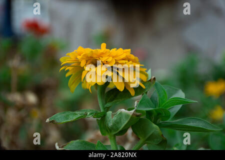 Typical Mexican flowers sown along urban parks Stock Photo