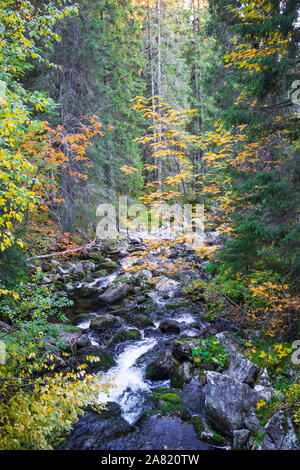 Beautiful autumn forest with brook in High Tatra mountains, Slovakia Stock Photo