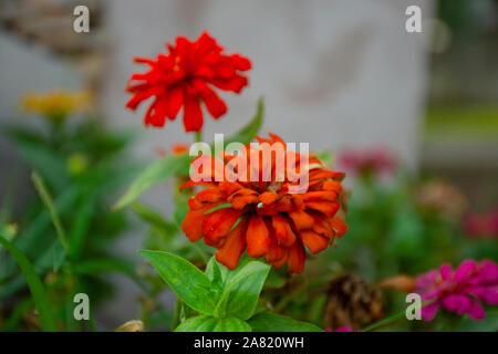 Typical Mexican flowers sown along urban parks Stock Photo