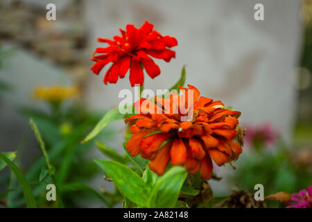 Typical Mexican flowers sown along urban parks Stock Photo