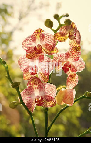 Orchid growing tips. How take care orchid plants indoors. Most commonly grown house plants. Orchids gorgeous blossom close up. Orchid flower pink and yellow bloom. Phalaenopsis orchid. Botany concept. Stock Photo