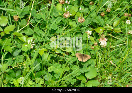 Meadow Brown Butterfly, UK Stock Photo